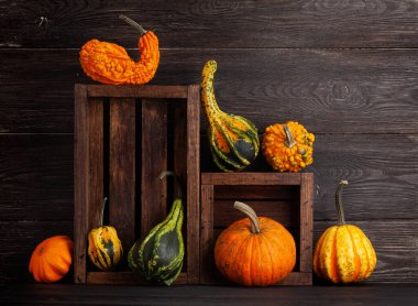 Çeşitli renkte kabaklar ve balkabakları. Sonbahar sebze hasadı. Kopyalama alanı ile