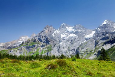 İsviçre Alp Dağları ve önünde çiçek açan çayırlar. İsviçre 'de yaz günü