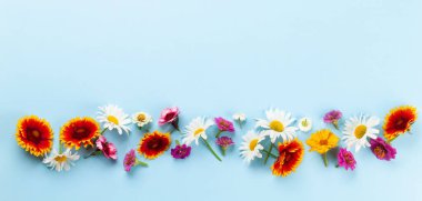 Mavi arka planda papatya bahçesi çiçekleri. Üst görünüm düzlüğü kopyalama alanı ile yatıyordu