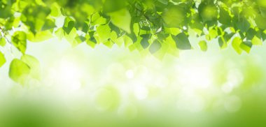 Yapraklı ağaç dalı ve güneşli bulanık bokeh. Kopyalama alanı olan yaz arkaplanı