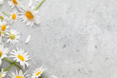 Taş zeminde papatya bahçesi çiçekleri. Üst görünüm düzlüğü kopyalama alanı ile yatıyordu