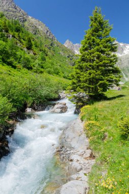 İsviçre 'deki karlı Alp dağlarıyla manzara, çiçek açan çayırlar, orman ve önünde bir nehir.