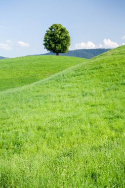 Güzel tepeler, çiçek açan çayırlar ve İsviçre Alplerinde yalnız bir ağaç.