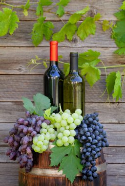 Çeşitli renkli üzümler ve şarap şişeleri açık havada güneşli bahçede, ahşap duvarın önünde.