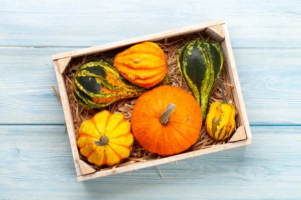 Verschiedene Bunte Kürbisse Und Kürbisse Gemüseernte Herbst Draufsicht Flach Gelegt — Stockfoto