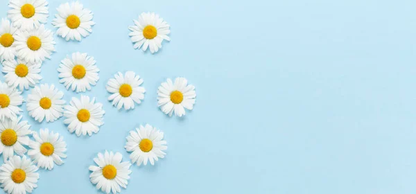 Kamille Garten Blumen Auf Blauem Hintergrund Draufsicht Flach Lag Mit — Stockfoto