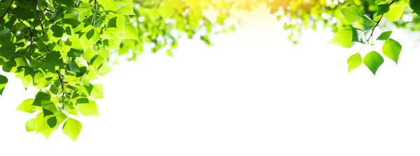 Δέντρο Κλαδί Φύλλα Λευκό Φόντο Φως Του Ήλιου Καλοκαίρι Φόντο — Φωτογραφία Αρχείου