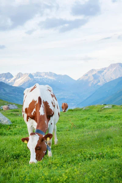Cows Pasture Alpine Meadow Switzerland Mountains Background — Stock Photo, Image