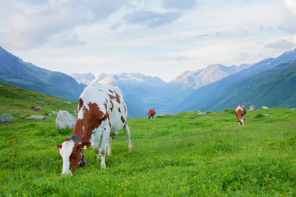 Vacas Pastos Prados Alpinos Suiza Montañas Fondo — Foto de Stock