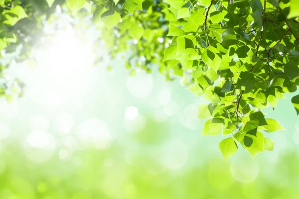 Yapraklı Ağaç Dalı Güneşli Bulanık Bokeh Kopyalama Alanı Olan Yaz — Stok fotoğraf
