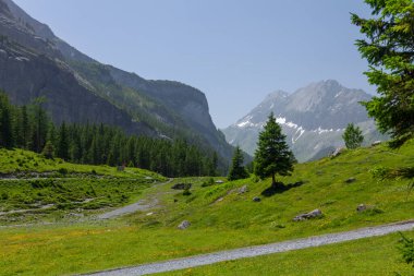 Yeşil alp çayırlarının ve İsviçre 'deki Alp dağlarının panoramik manzarası
