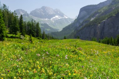 Yeşil çayırların ve İsviçre 'deki Alpler dağlarının panoramik manzarası.