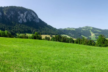 Yeşil alp çayırlarının ve İsviçre 'deki Alp dağlarının panoramik manzarası