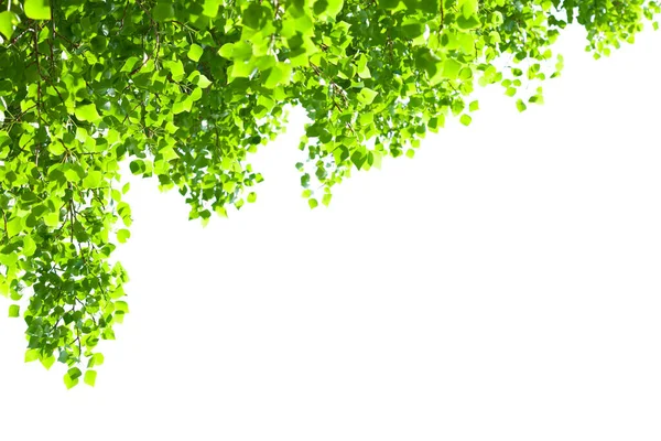 Ramo Árvore Com Folhas Fundo Branco Com Luz Solar Fundo — Fotografia de Stock