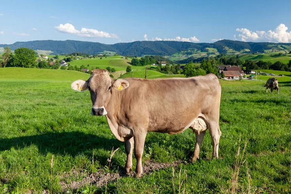 Αγελάδα Βοσκότοπους Αλπικό Λιβάδι Στην Ελβετία Βουνά Στο Παρασκήνιο — Φωτογραφία Αρχείου