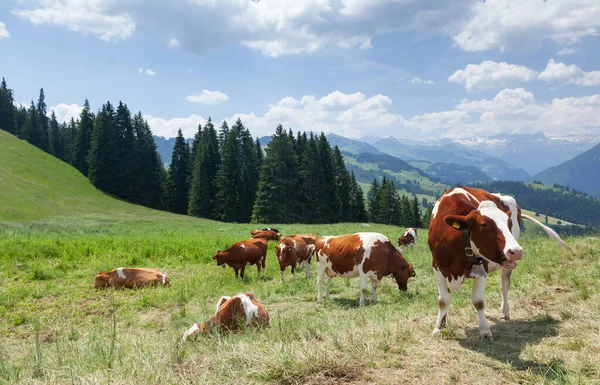 Αγελάδες Βοσκότοπους Αλπικό Λιβάδι Στην Ελβετία Βουνά Στο Παρασκήνιο — Φωτογραφία Αρχείου