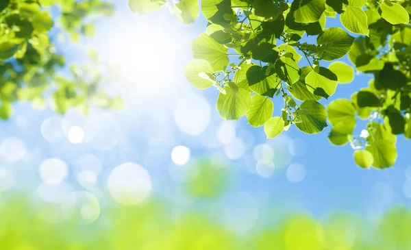 Ast Mit Blättern Vor Blauem Sonnigem Himmel Sommer Hintergrund Mit — Stockfoto