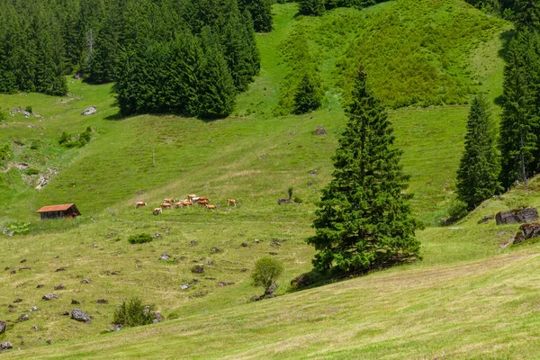 Коровы Альпийском Лугу Горах Швейцарии Заднем Плане — стоковое фото