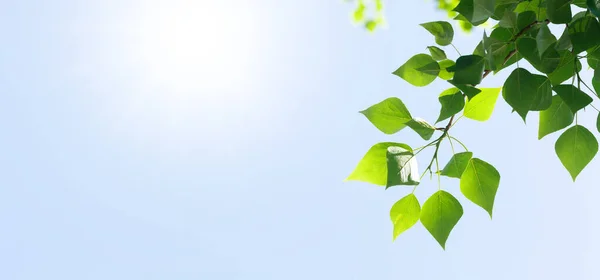 Ast Mit Blättern Vor Blauem Sonnigem Himmel Sommer Hintergrund Mit — Stockfoto