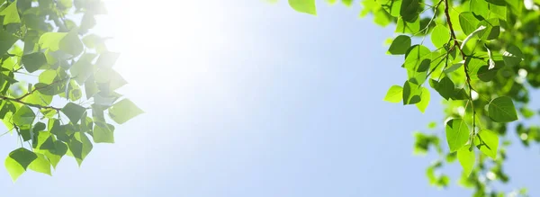 Rama Árboles Con Hojas Delante Del Cielo Azul Soleado Fondo —  Fotos de Stock