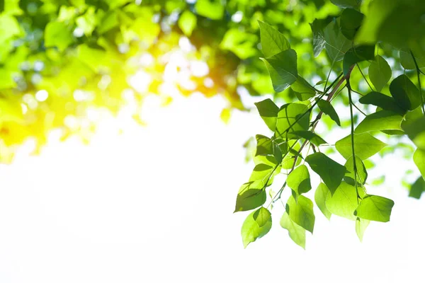 Strom Větev Listy Bílém Pozadí Slunečním Světlem Letní Pozadí Kopírovacím — Stock fotografie