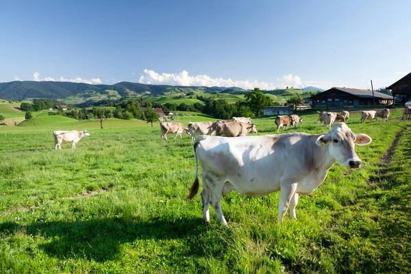 Αγελάδες Βοσκότοπους Αλπικό Λιβάδι Στην Ελβετία Βουνά Στο Παρασκήνιο — Φωτογραφία Αρχείου
