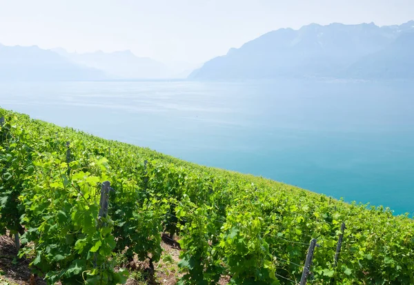 瑞士日内瓦湖附近美丽的阳光普照的葡萄园 — 图库照片