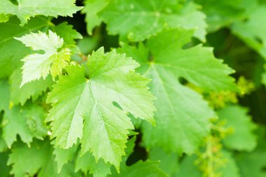 Üzüm bağında yetişen bir sarmaşık. Üzüm yaprakları yakın plan