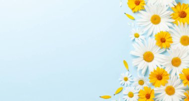 Mavi arka planda papatya bahçesi çiçekleri. Üst görünüm düzlüğü kopyalama alanı ile yatıyordu