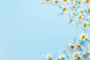 Mavi arka planda papatya bahçesi çiçekleri. Üst görünüm düzlüğü kopyalama alanı ile yatıyordu