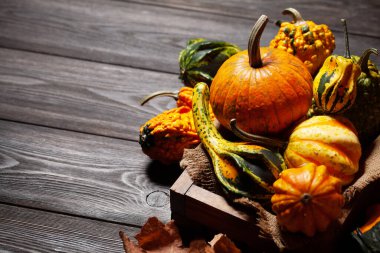 Çeşitli renkte kabaklar ve balkabakları. Sonbahar sebze hasadı. Kopyalama alanı ile