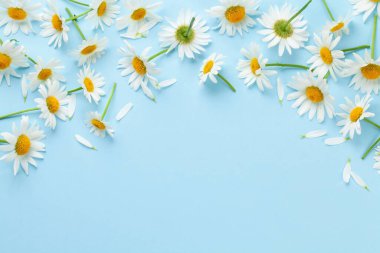 Mavi arka planda papatya bahçesi çiçekleri. Üst görünüm düzlüğü kopyalama alanı ile yatıyordu