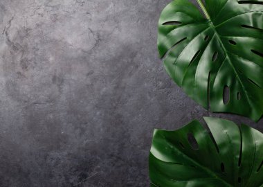 Canavar koyu taşlı arka planda bırakır. Üst görünüm düzlüğü kopyalama alanı ile yatıyordu. Doğa zemin