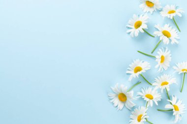 Mavi arka planda papatya bahçesi çiçekleri. Üst görünüm düzlüğü kopyalama alanı ile yatıyordu