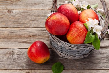 Olgun kırmızı elmalar ve elma çiçekleri sepette. Kopyalama alanı ile