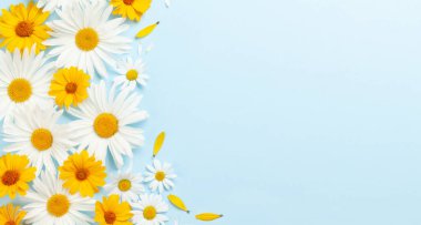 Mavi arka planda papatya bahçesi çiçekleri. Üst görünüm düzlüğü kopyalama alanı ile yatıyordu