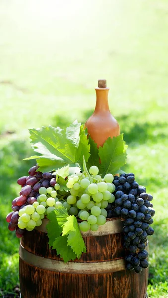 Various Colorful Grapes Wine Bottle Wine Barrel Outdoor Sunny Garden — Stock Photo, Image