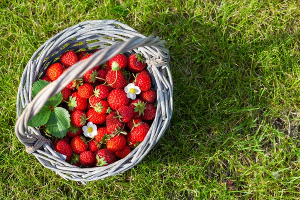 Ripe Strawberries Basket Grass Top View Copy Space — Stock Photo, Image