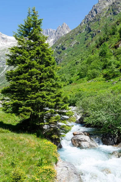 Paisaje Con Montañas Nevadas Los Alpes Suiza Prados Florecientes Bosque —  Fotos de Stock