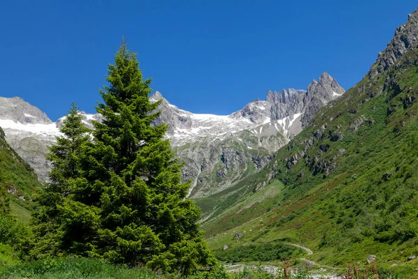 Landschap Met Besneeuwde Alpen Zwitserland Bloeiende Weiden Bossen — Stockfoto