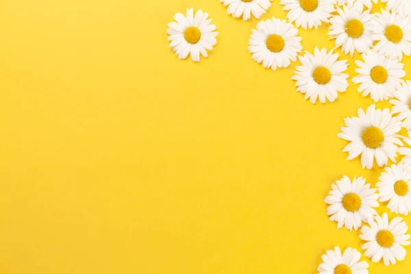 Kamille Garten Blumen Auf Gelbem Hintergrund Draufsicht Flach Lag Mit — Stockfoto