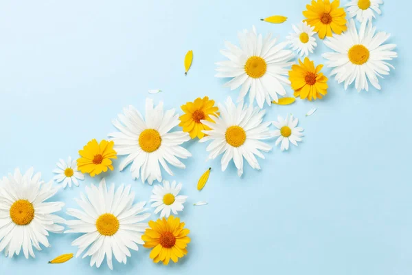 Chamomile Garden Flowers Blue Background Top View Flat Lay Copy — Stock Photo, Image