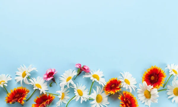 Rumianek Kwiaty Ogrodowe Niebieskim Tle Widok Góry Płaski Leżał Miejsca — Zdjęcie stockowe
