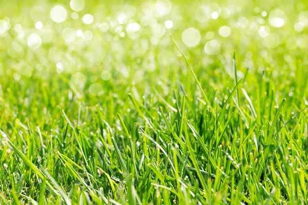 Green Grass Sunny Summer Day —  Fotos de Stock