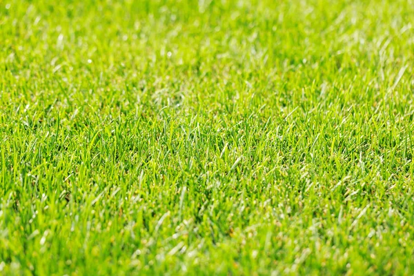 Green Grass Sunny Summer Day — Stock Photo, Image