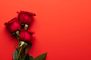 Kırmızı üzerinde gül çiçekleri olan Sevgililer Günü tebrik kartı. Sevgi dolu selamlarınız için yeriniz var. Düz yatıyordu