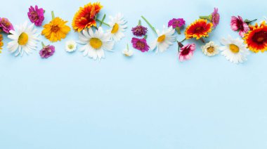 Mavi arka planda papatya bahçesi çiçekleri. Üst görünüm düzlüğü kopyalama alanı ile yatıyordu