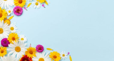 Mavi arka planda papatya bahçesi çiçekleri. Üst görünüm düzlüğü kopyalama alanı ile yatıyordu