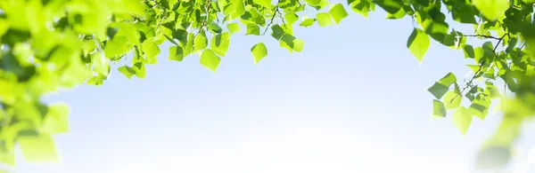 Ramo Árvore Com Folhas Frente Céu Ensolarado Azul Fundo Verão — Fotografia de Stock