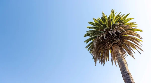 Palm Tree Blue Summer Sky Copy Space — Stock Photo, Image